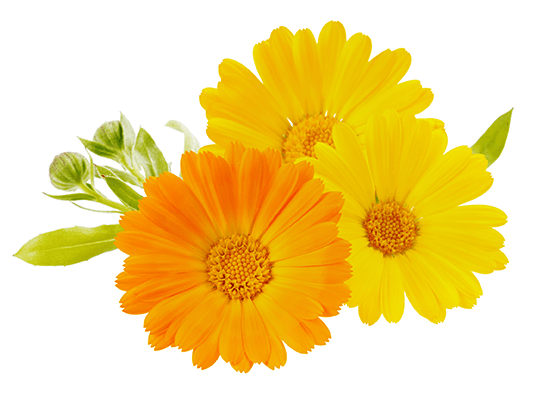 Bright orange and yellow calendula flowers, with a few buds and leaves