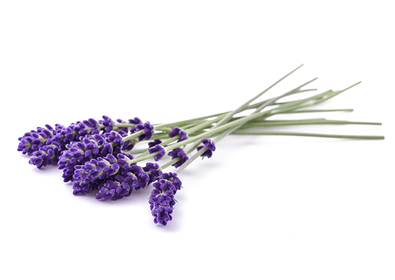 Wands of rich purple lavender on a white background.